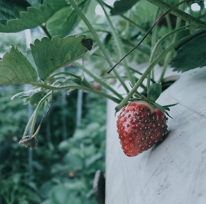 straw to my berry