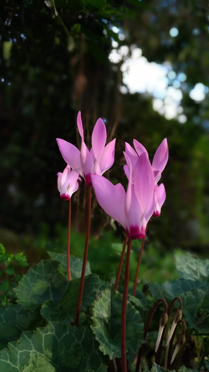 Cyclamens