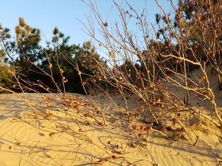 Jockey's Ridge