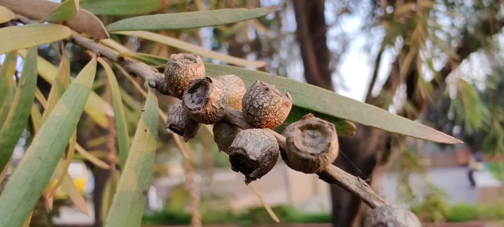 seeds