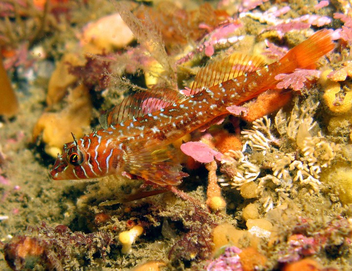 longfin sculpin