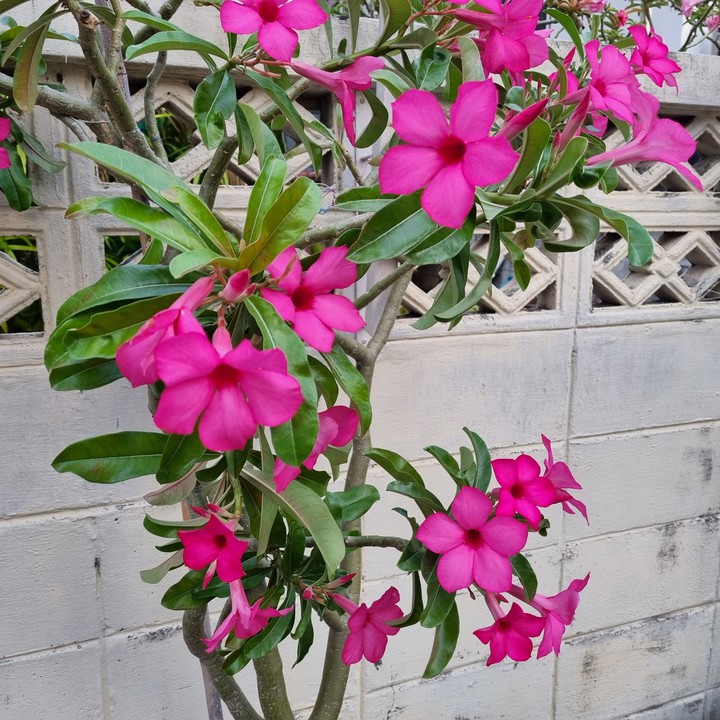 Desert Rose