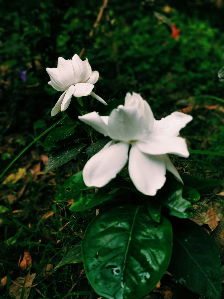 flower