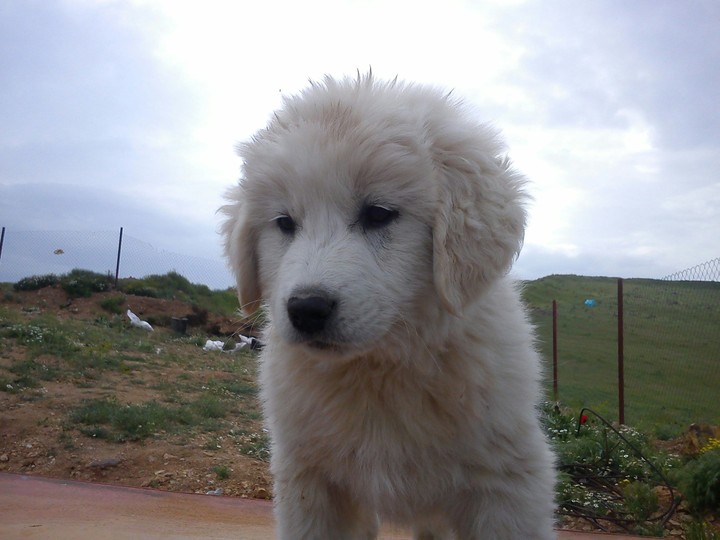 dog