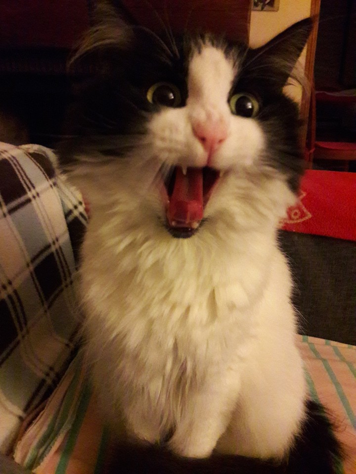 ONDINE 4 ans.