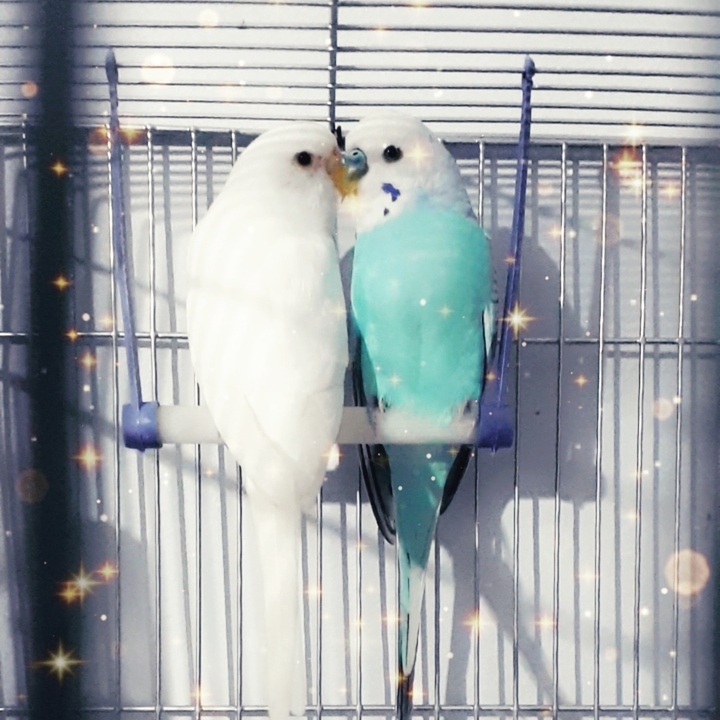 birds love