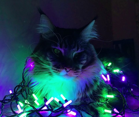 Magic Cat
