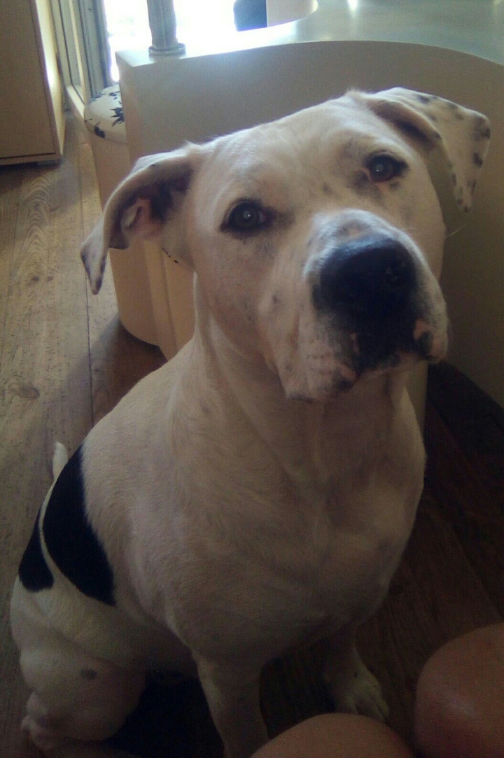Ayron mon chien
