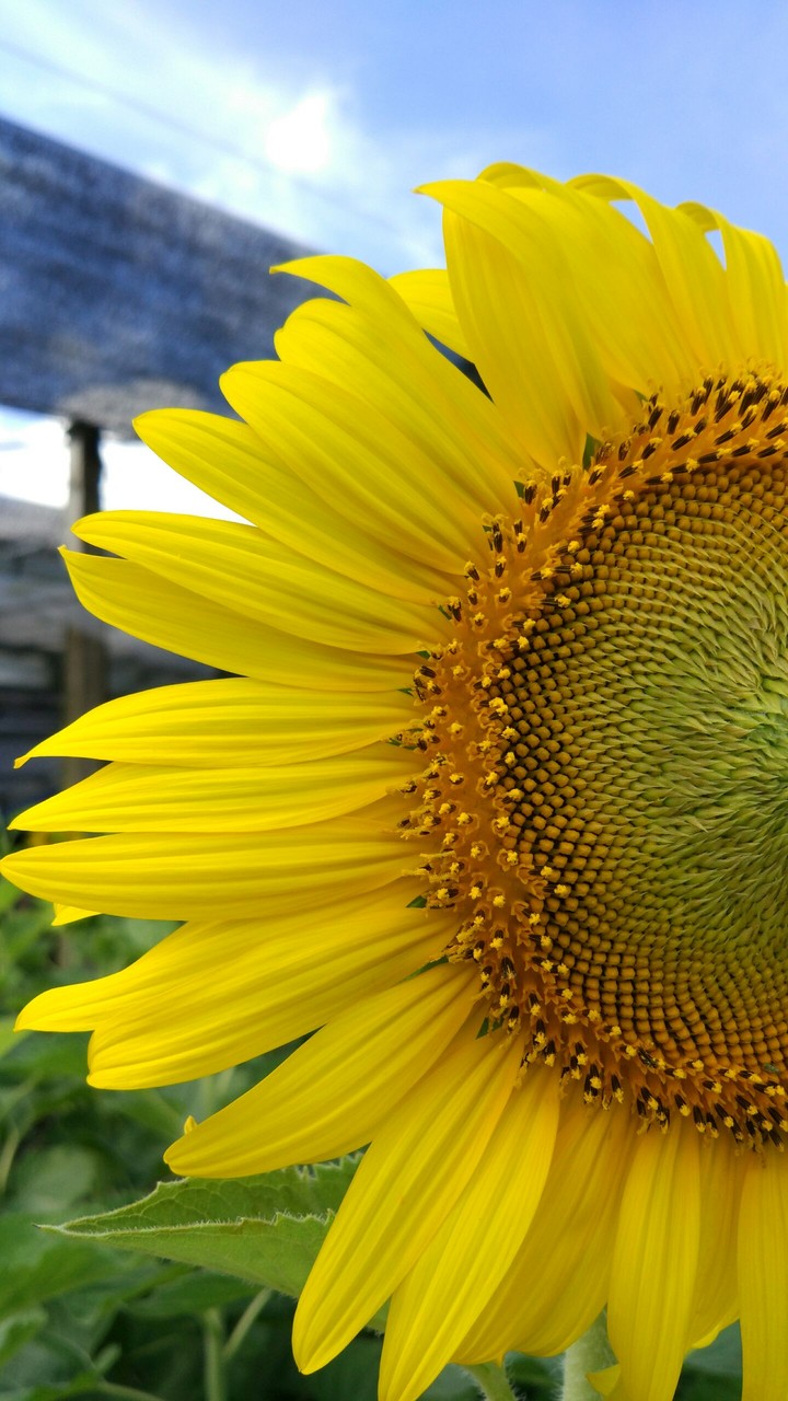Sunflower