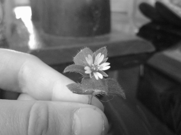 what flower is thia