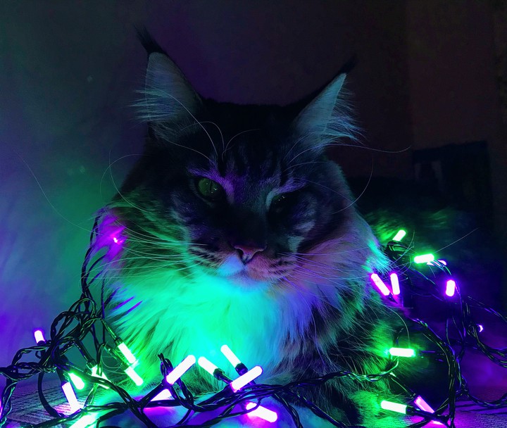 Magic Cat