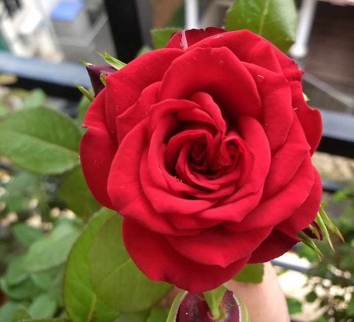 Roses are red