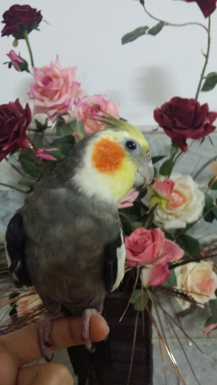 My parrot