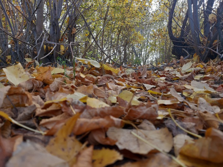 autumn