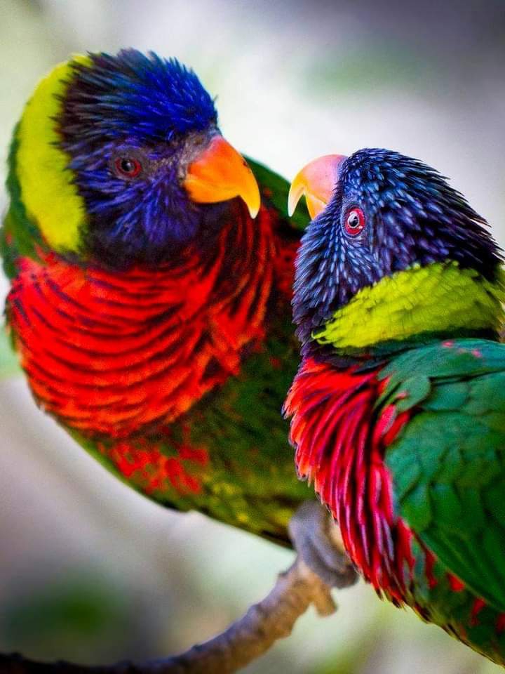 Birds