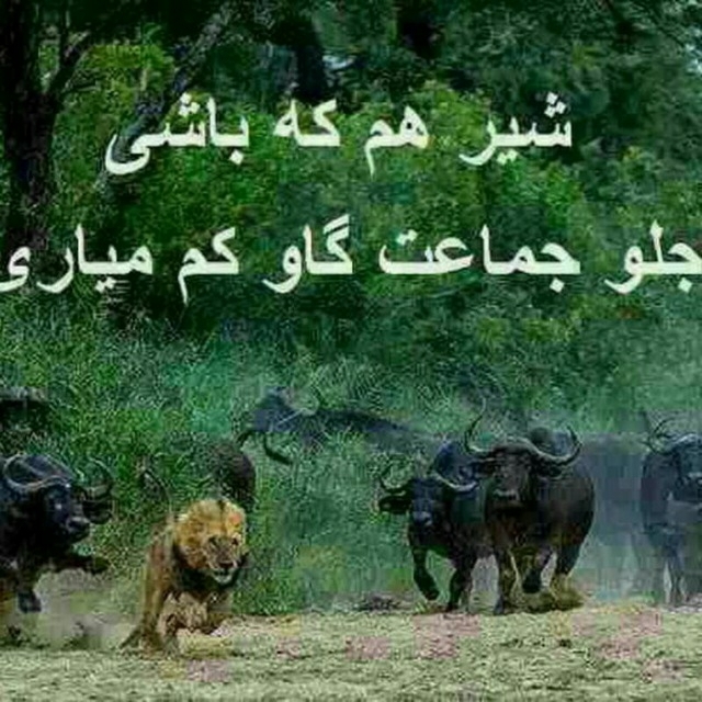 maedeh