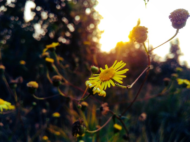 spring is comming