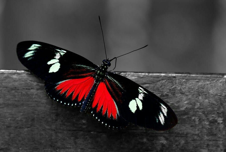 butterfly