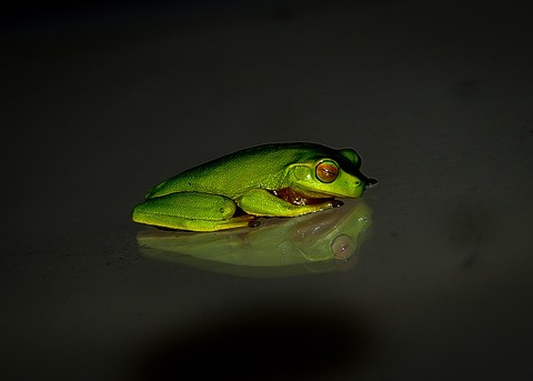 Frog