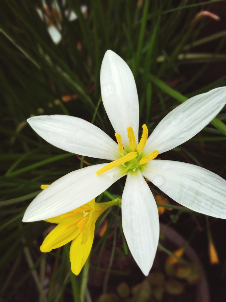 flowers