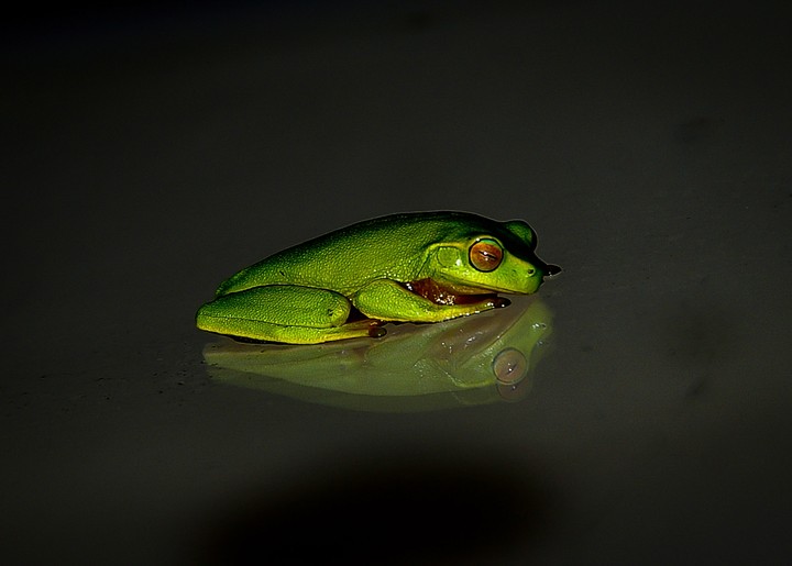 Frog