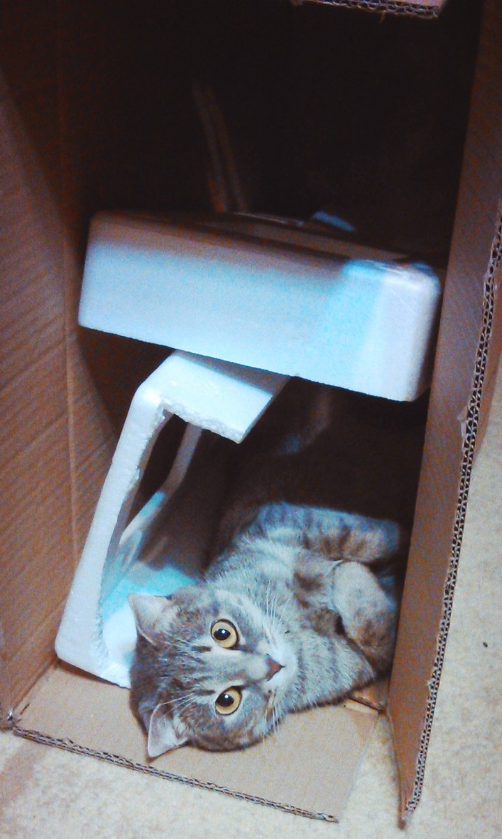 кошкин дом
