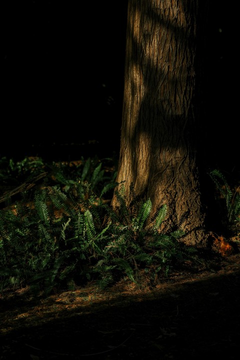 tapety forest, trunk