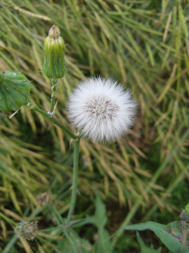 seeds