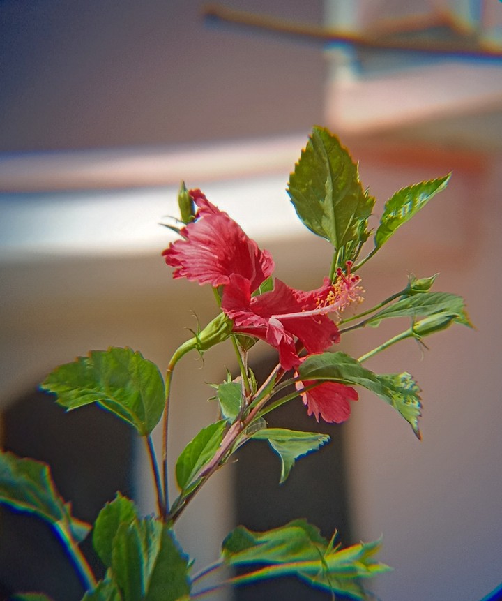 hibiscus