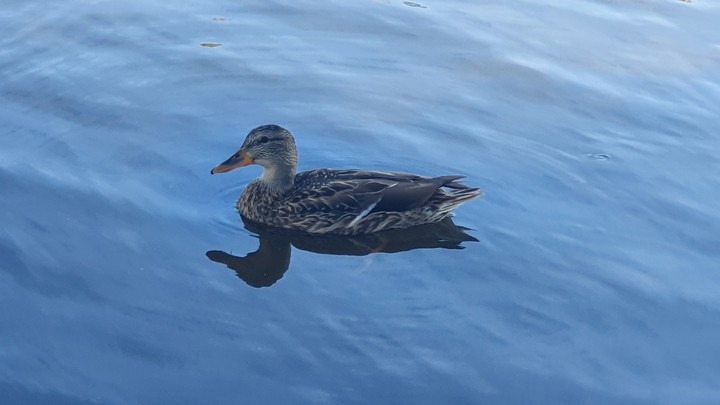 Duck