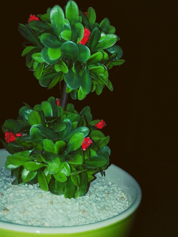 Beautiful Flower