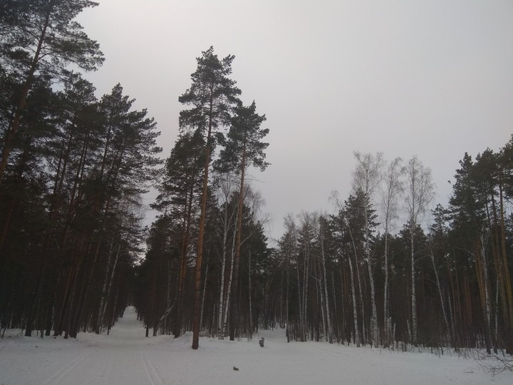 зимний лес