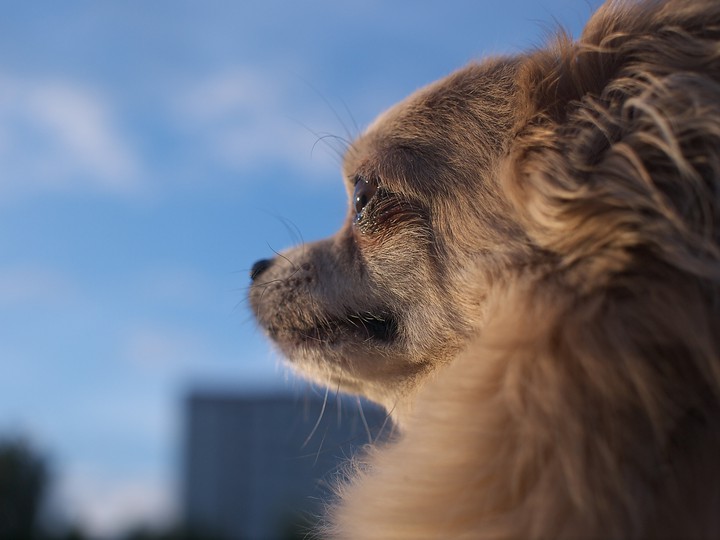 doggie