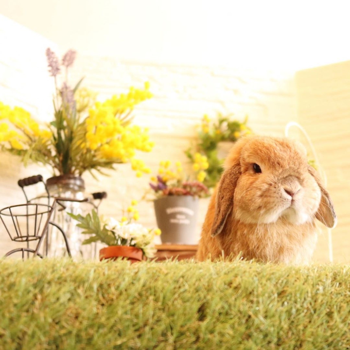 rabbit