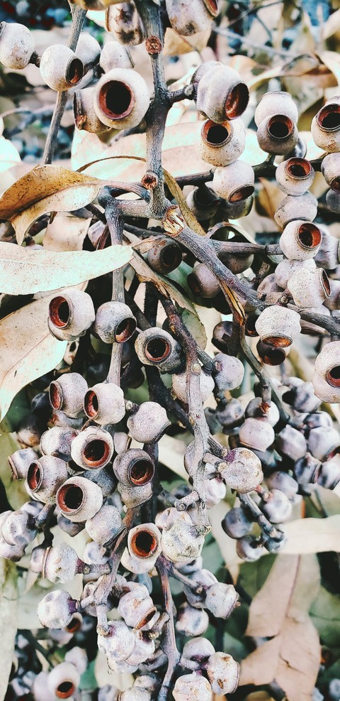 Dry Bunch