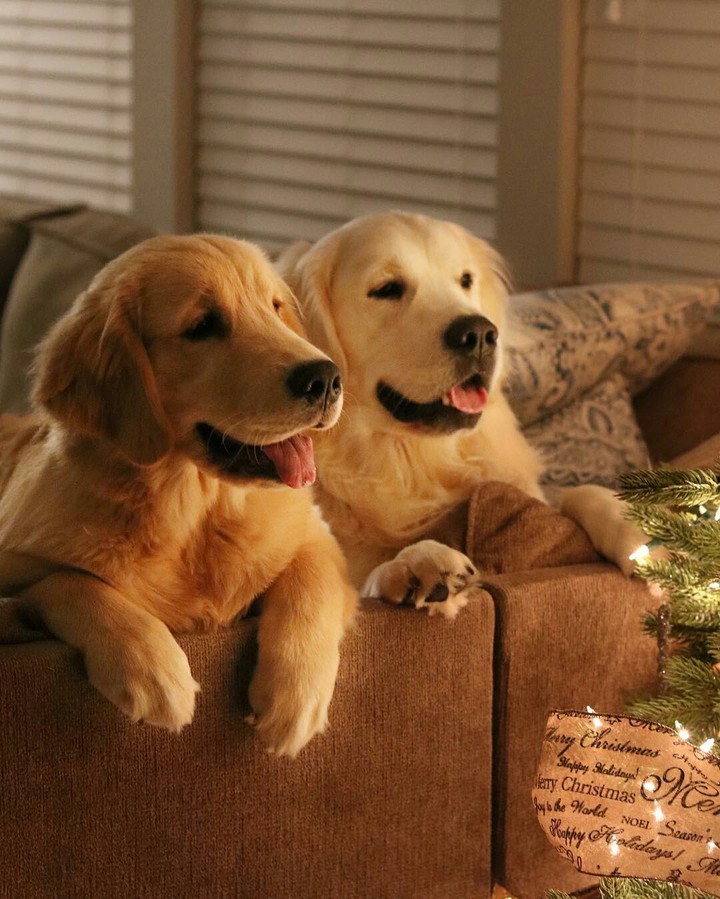 dogs 
