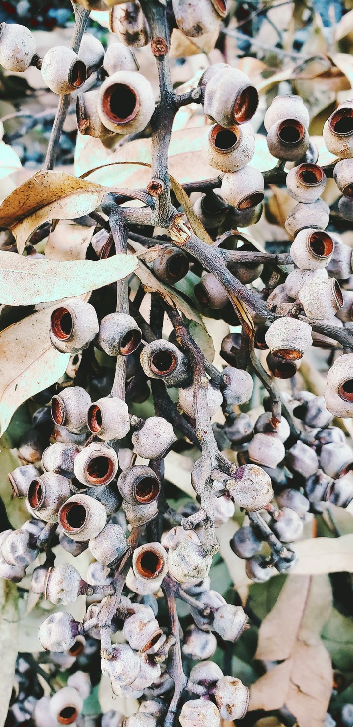 Dry Bunch