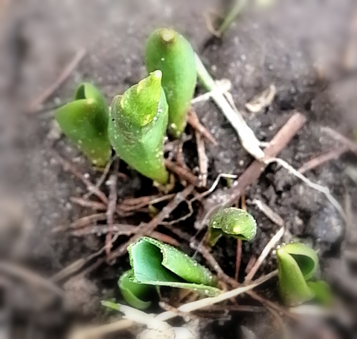 Plant