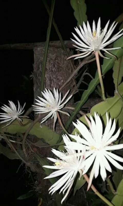 Beautiful flowers blossoms in night.