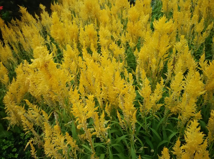 Sea of yellow flowers