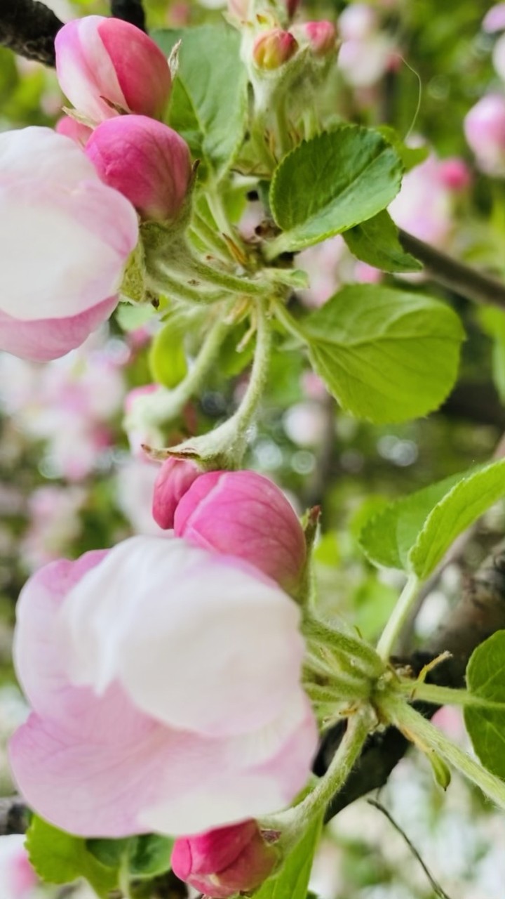 tapety pedicel, petal