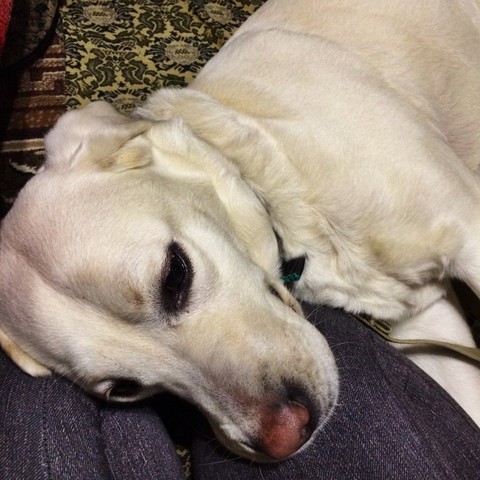 retriever, dog桌布