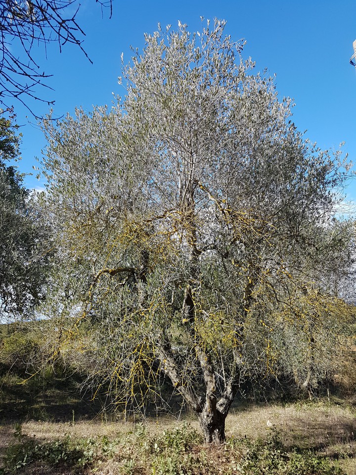 ulivo