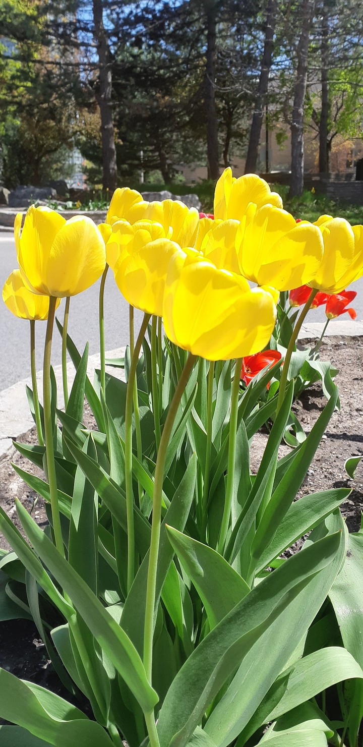 Yellow Tulip