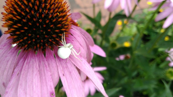 spider
