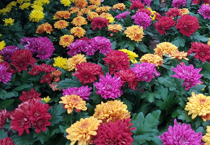 tapis de fleurs