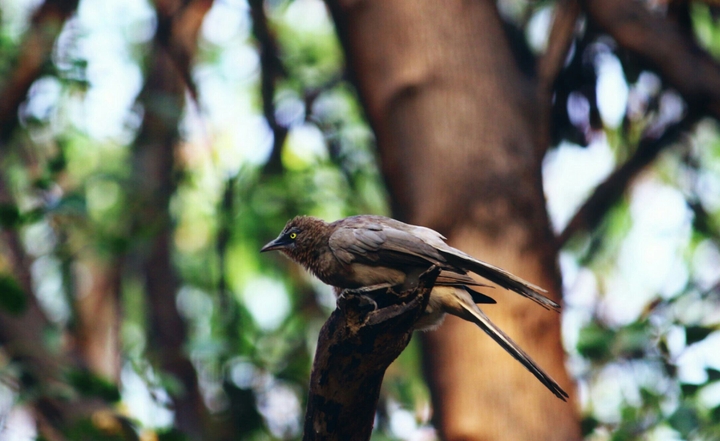 bird