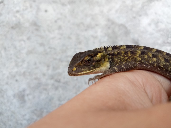 chameleon