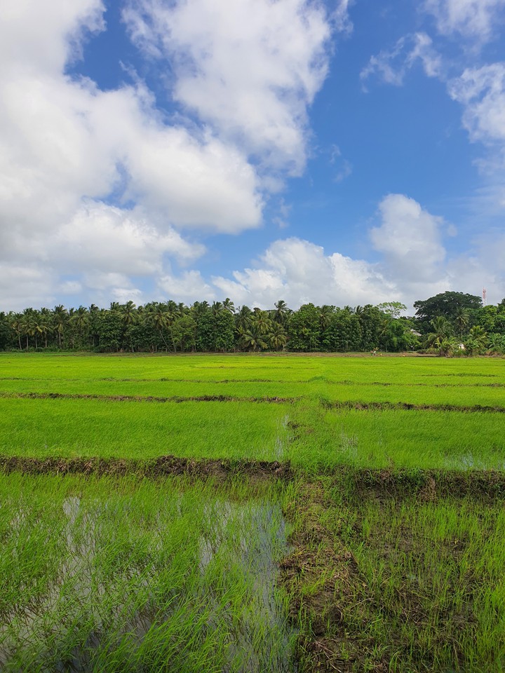 Paddy fields