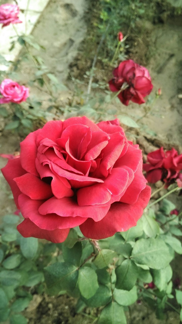 glantly rose